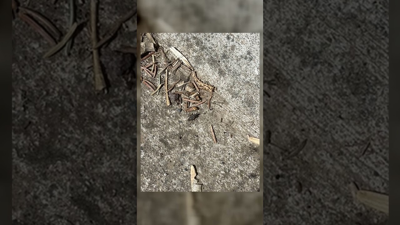 Film still from Talismans